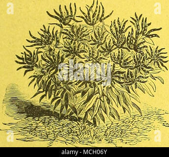 . JAPAN CLUSTER Pfeffer. Diese Vielfalt ist offensichtlich ein Sport von der Chili. Jeder Zweig endet in einem Cluster von sehr auffälligen Coral roten Früchten, die extrem scharf sind. Die Cluster sind so zahlreich, dass die Anlage in einem kurzen Abstand völlig rot erscheint. Einfach als Zierpflanze fand sehr nützlich sein wird. Pkt., 15 cts.; Oz, 60 cts. Stockfoto