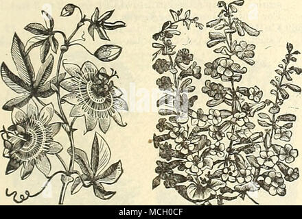 . Passiflora. Penstemons. PERILLA. Die Blätter dieser Pflanze ist äußerst elegant, von einem sehr dunklen lila Farbe und erzeugt einen reizvollen Kontrast mit silbrig-leaved Pflanzen; wachsende frei in jedem Boden; die Hälfte - robustes jährliches; IV. 6265 S. Nankineusis Caucasica 5 Primel. (Primula Elatiorbegonie Erdbeere.) Auffällige, Frühjahr freiblühende Pflanzen, feine entweder für Topf oder Out-door-Kultur; Stauden; 9 Zoll. 6362 S. Englisch. Die beste Single, alle Farben gemischt.... 20 6363 - Duplex. Doppel Schlauch-in-Schlauch, schöne Col-ors gemischt 256364-Gold geschnürt. Sehr auffällige und attraktive 20 PLATYCODON GRANDIFLOR Stockfoto