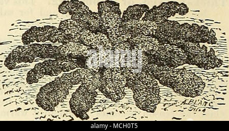 . Zwerg Kale. Lattich, oder Garten Salat, Ger. Laitue, Fe. Lechuga, Sp. Kopfsalat gedeiht am besten in einem guten, reichhaltigen, feuchten Boden. Für die frühe Ernte, säen die Saat im September in der offenen Boden; Transplant wenn groß genug ins kalte Frames, und schützen Sie die Pflanzen im Winter in der gleichen Weise wie frühe Kohl; die Pflanzen, die Anfang April, oder den Samen in Hot-Betten im Februar oder März säen, und Transplantation in einem geschützten Rahmen mit einem südlichen Exposition. Für Folgekulturen Aussaat kann in der offenen Boden schon im Frühling öffnet, und bis zum Juli weiter gemacht werden. Immer thi Stockfoto