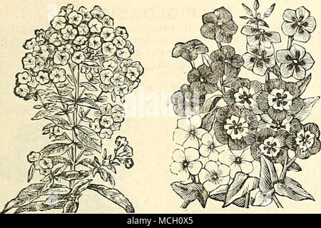 . PuREiJNiAL Phlox. Phlox Dkummondi. PHLOX DRUMMONDI NANA. Diese neue Sorte ist von einem Zwerg, kompakter Wuchs, und Macht wünschenswert, Topfpflanzen, auch für Flachbandkabel Leitungen und Masse-ing; 10 Zoll in der heiglit. 6344 S. Ileynholdi Cardinalis. Kompakte, buschige kugelförmigen Pflanzen, bedeckt mit schönen Kupferfarben - Scharlach Blumen,10 6343 - Xana Compacta, "Feuerball." brillante Scarlet 20 6.^ 44 - Nana Compacta, "Snowball". Reines Weiß. 20 6350-Gemischt. Zwerg Sorten gemischt. Pro Unze., $ 3.00..10 6355 - Decussata, mehrjährig, Gemischt. ThisPhlox ist einer der besten winterharte Stauden, für Betten oder b Stockfoto