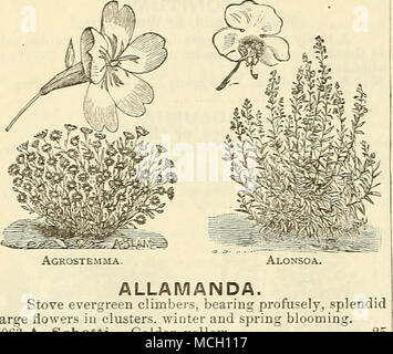 . ALLAMANDA. Herd immergrünen Kletterer Silberglocke, Lager, herrlichen, großen Blüten in Clustern, Winter und Frühjahr blühen. 5063 A. Schotti. Goldgelb 25 ALYSSUM. Reichblühend, hübsche kleine Anlagen für Betten, Bordüren oder Rock - Arbeit, oder im Winter - blühen; die jährlichen Sorte blüht den ganzen Sommer. 5082 Sweet Alyssum (A. 31 (iritimum). Blumen in Weiß Clustern; 6 Zoll. Pro Unze.. 80 ETS 5 5086 A. BenthamiCompactnm. Von wahrer Zwerg Kom-Pakt Wachstum; ausgezeichnet für Grenzen; Weiß.. 105124 - Saxatile Compactum. Auffällige golden-yel-low Blumen; winterharte Staude, blüht die erste Meer; 1 Fuß 5 Amaryllis Stockfoto