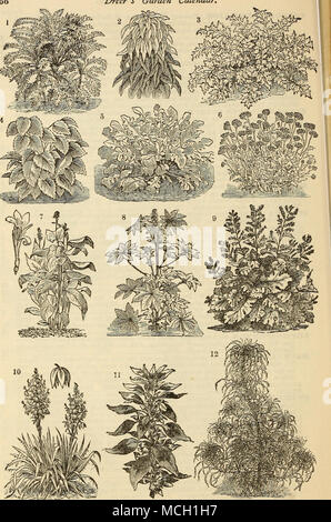 . 1. Centaurea Gymnocarpa. • 2. Amaranthus Gordoni. 3. Cbxtaurea Clementei. 4. Perilla Nankinensis. 5. Centaurea Candidissima. 6. Zinerarie Maritima oder staubigen Miller. 7. Canna Sorte 1, oder Indischen Schuß Anlage. 8. Bicikus Vielfalt. 9. Bocconia Japonica. 10. Yucca Ftlamentosa oder Adam's Needle. 11. Amaranthus Tricolor, oder Joseph's Coat. 12. Amaranthus Salicifolius, oder Brunnen. Stockfoto