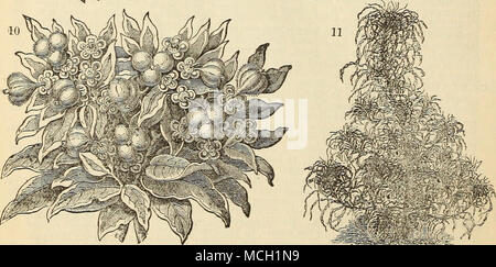 . 1. Cektafkea Gymnocakpa, 2. AMRA> rrHcs GnRDOxi. 2. Cextaurra Clementei 4, Pertlla Nankinensis. 5. Cextaurea Candihissima. 6. Zinerarie Maritima oder staubigen Millek 7. AMARANTHUy Tricolour, oder JoSEPH's Coat. 8. KiciNus Vielfalt. 9. BOCCOMA Japonica,; 3'' 1A,,. ^..^t. ^^ - Euphorbia Variegata. a. AMAEAxnirs Salictfolius oder FoujfTAiN Anlage. Stockfoto