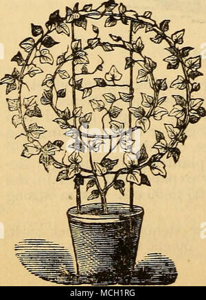 . Lycopodium. ^ Lobelia. - Paperflower Cordifolia. Siehe Sommer Kletterer. Maurandias. MUHLENBACHIA ROTUNDIFOLIA. 25 cts. Othonna Crassifolia. Panicum Celzam. Bunte Gras. (Schatten). * Peristrophe Angustifolia Aubea. Reinekia Dryas Variegata. Gras - wie. 25 cts. Russelia Juncia. Scharlachrote Blüten. Saxifraga Poppy. (Schatten.) 20 cts. Trikolore. Sehr fein und selten. 35 cts. * Sedum. * Senecio. Thumbergias. Siehe Sommer Kletterer. Aloe. Tradescantia. ViNCA. HEDERA-Ivy. Die nützlichsten und beliebten Evergreen Weinstock. Die Sorten, die mit * gekennzeichnet sind, die Robuststen und Kräftigsten, geeignet für die wa Stockfoto