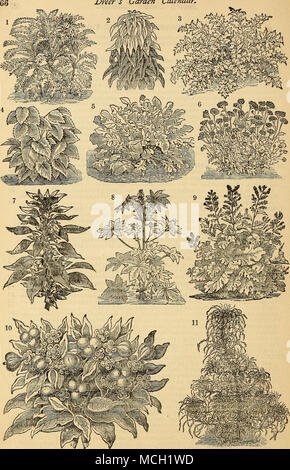 . 1. Centaurea Gymnocakpa. 2. Amaranthus Gordoni. 3. Centaurea Clementei 4. Pertlla Nankinensis. 5. Centaurea Candidissima. 6. CiNERAEIA MarITIMA, oder DUSTT MlLLER. 7. Amaranthu-s Tricolour, ok Joseph's Coat" 8. RiciNus Vielfalt. 9. BocooxiA Japonica. 10. Euphorbia Variegata. 11. AMABAwnroB SAMCiPOUxra oder Brunnen Pflanze, Stockfoto