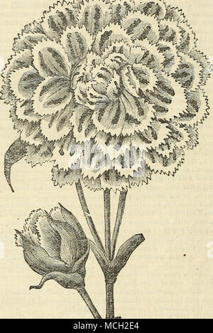 . LLOfTHUS HEDDEWIGU BIADEMATIS, fl. pi. Doppel DIADEM ROSA. Tliis ist ein markantes Neuheit von wunderbarer Schönheit, seine floTzers haben einen Durchmesser von jeweils zwei bis drei Zoll. Sie sind regelmäßige, dicht, mit unterschiedlichen Tönungen, Lila, purpurrot, Violett, auf die tiefsten Schwarz Lila - die äußeren Kanten sind frin-ged oi Zahnriemen, und fast weiß. Pro Paket, 20 Cent Stockfoto