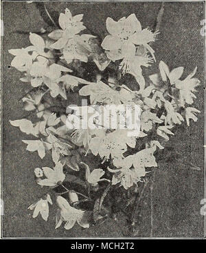 . Deutzia Lkmoinei, Deutzias. Bekannte üppig blühenden Sträuchern, blühen im Frühjahr oder frühen Sommer. In jedem sonnigen Position erfolgreich zu sein. Der Zwerg Sorten sind wünschenswert für das Forcen unter Glas. Â Candidissima Plena. Eine feine hoch Weiss. 25 cts. Jedes. Â Meserveae rosea Plena {Doppel - blühende Deutzia). Doppel-Weiß, mit rosa gefärbt; sehr wünschenswert hohen Strauch. (Siehe Abbildung auf Seite 248.) 25 cts. Jedes. - Griech. Ein Favorit Zwerg Bush, mit Spitzen der rein weißen Blüten im Frühsommer abgedeckt. 25 cts. Jedes. Boule de Neige. Gewohnheit und Wachstum wie die Art, mit zahlreichen kompakten Spikes von cr Stockfoto