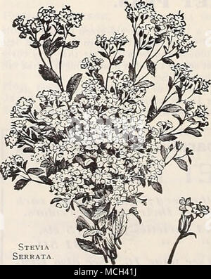 . Süße Rakete. Stevia Serrata STOKESIA. (Kornblume Aster.) PRO PCK. 4051 Cyanea. Das ist nicht neu, sondern ist eine seltene und schöne Hardy peren - Nial, und war in den Farben auf der Abdeckung unserer 1903 Katalog. Die Pflanze wächst über 24 Zoll hoch, jeder Bär-ing vom 20. bis 30 Hand - einige Lavendel-blau Mais - Blume - wie Blüten, blüht von Juli bis zum Frost. Einer der erlesensten Hauptfächern für die Hardy bor-der und unverzichtbar für das Schneiden. (Siehe .) Ich oz, 50 cts. Stockfoto