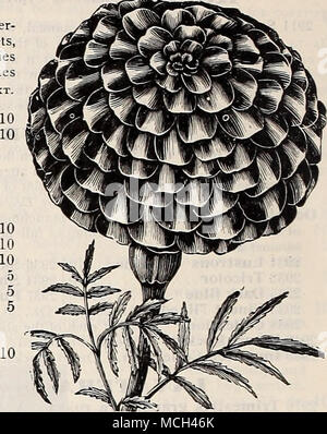 . Ringelblume, Legion d'Honnhur. Große Afrikanische Ringelblume. Französische Gold gestreiften Ringelblume/MARIGOI. D. Die Afrikanischen und Tagetes arc alter Liebling, reichblühend Jahrbücher von easy Kommunikationskultur; beide sind extrem wirkungsvoll. Die Ehemaligen haben gleichmäßig großen, gelben oder oder - ange-farbigen Blumen, und sind auch für große Betten oder gemischte Grenzen angepasst; die dwarfer latier sind im Wachstum, mit schön gestreiften Blüten, und besser für Betten Zwecke oder für Topf cultuie geeignet; sie gelingt am besten in einem Li^ht Boden, mit vollen expi-isure in die Sonne. {Siehe oho Ringelblumen und Tagetes.") der französischen Sorten. 3091 Gehen Stockfoto