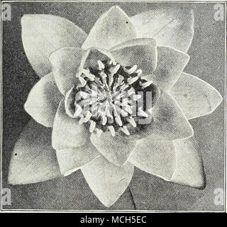. Nymphe. BA LaVDEKRRI ROSEA Laydekeri liiacea. Blumen softrosy lila Schatten helle Auto - Grube, Kaffee - rosenduft; Sehr reichblühend. Eine exquisite Auswahl. 75 cts. Jedes; $ 7,50 pro Doz. Laydekeri rosea. Einer der Erlesensten dieser Gruppe; flow-ers von mittlerer Größe, zart rosa zum Öffnen, Ändern jeder nachfolgenden Tag zu dunkel rosa und helle Carmine, Staubblätter orange-rot. $ 2,00. Marliacea albida. Eine kräftige Sorte; floweis groß, funkelnde weiße, staubblätter Hellgelb, kelchblätter gespült Rosa, duftend und frei und kontinuierlich produziert durch die Saison. Sehr wünschenswert. 50 cLs Stockfoto