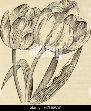 . THilfS. Die Tulpe ist einer der bekanntesten, beliebtesten, brillante (und hat immer von FLORISTEN wie die meisten Decora- tive) und auffälligen von Frühlingsblumen geschätzt worden; und nicht einfach für eftect allein, wie viele der Wahl Arten eine Delikatesse von Pen-cilling - und der Reichtum der Tönung, die ex - alle anderen Pflanzen cel. Sie sind der einfache Kultur, sowohl im Wintergarten oder Par-lor, und der offene Garten. Sie wird in fast jedem Boden gedeihen. Ein sandiger Boden mit Verrottetem Kuh bereichert - Dünger ist jedoch vorzuziehen, und, vollkommen winterhart, können Sie gut einen prominenten Rang behaupten unter hardy Glühbirnen. Ihre cultivati Stockfoto