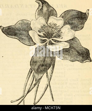 . DREER der beschreibenden Katalog von Glühbirnen, usw. 39 FCCKY MOUTMTz^ JTJ AKELEI (AQUILEGIA C (ERULEA." Unter winterharte Stauden, die oben als einer der feinsten, würdig gestaltet werden, um die u Königin der Columbines." Die fl" wers Messen von 3 bis 3^Zoll s^^^/BSs-'" im Durchmesser, der äußeren fünf Blütenblätter,: Ist auch die lange Sporen, sind jfa || N^SS^^ S^^ liBiPk tiZ ^S * Schöne Violett Blau; die inneren Blütenblätter sind Reinweiß, bilden einen angenehmen Kontrast geordnet werden können. Säen die Saat in "^^pl^y T^jf. EW * Sy: r -^ eine Box, Rahmen, oder Topf, und Transplantation im Frühjahr, wenn die Pflanzen g genug Stockfoto