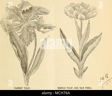 . Papagei TULPE DOPPELZIMMER TULIP. DUC VAN THQLL nichts caD überschreiten, im Glanz der Farben ein Bett der Tulpen. Jeder guten Gartenboden antworten; aber ein Boden wie bereits für Hyazinthen empfohlen, auch das Tulip fein blühen. Anlage von Oktober bis Dezember. Papagei Tulpen. Mit Fransen Kanten, Brillantesten Dunkelrot und Gelb, mit Bhades der hellen Grün, neugierig vermischt und vielfältigen, einzigartigen und malerisch. Jede. DOZ. EifR. nOZ. Konstantinopel, Rot, gestreift Perfecta, vellow, Scarlet feath - mit Orange 10 SI.00 Tätseinbußen..., 10 $ 1.00 Gloriosa, gelb mit gemischten 08 75 Rot 10 1.00 früh Sünde gestreift Stockfoto