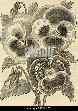 . DREER'S PREMIUM STIEFMÜTTERCHEN "SEED. [Viola Tricolor Maxima. Jj feine großen Blüten ist es erforderlich, im Herbst zu säen zu versichern; die vollständige Wegbeschreibung wird jedes Papier mit Saatgut begleiten. Preis 50 Cent pro Paket. Stiefmütterchen, Wahl importiert 25 $ ich Stiefmütterchen, Roi de Noirs $ 25 "Hellblau 25 | "lila, weiß umrandete 25 @&amp; JJ 11 © I) W® Sill. Diese super Klasse von Pflanzen kann leicht aus Samen gezogen werden. Die vollständige Wegbeschreibung zu propagieren, wird jedes Paket begleiten; diese Saat wird aus den erlesensten genannten Sorten gespeichert. Preis, 25 Cent pro Paket. Stockfoto