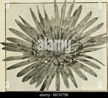 . Gerbera Gerbera Jamesoni Jamesoni Transvaal oder Barberton Daisy machbar Hybriden. Einer Herrlichen Auswahl in gemischten Farben. $ 6,00 pro Doz. Singen' le Ploweriug'. Eine Mischung aus vielen Farben. Starke, Field-grown Kronen $ 2,50 pro Doz. Sunrise. Eine einzige Sorte mit großen orange-roten Blüten, die eine goldene orange suffusion. 3,50 $ pro Doz. Heliotrop Boyal Duft. Köstlich duftenden violett-blauen Blüten. $ 2,00 pro dtz.; $ 12,00 pro 100. Hibiscus sinensis - Chinesische Hibiscus Aarantiacus. Herrliche, große, doppelt Lachs Blumen. Orandiflorns. Sehr Großblütige single Rose. Uiniatas semiplena Stockfoto