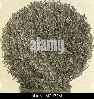 . 15 In. 18 in. 20 in. 24 in. Ball-Shaped Buchsbaum BUXUS - BUCHSBAUM Wählen Sie Osteuropa gewachsen Lager Kugel oder Ball-Shaped Buchsbaum Sempervirens Preis Eacb Preis jedes Balled in Qreen und Biverton Burlaped Wannen im Durchmesser 1 $ 75 $ 2 25 Durchmesser 2 25 3 00 3 00 3 im Durchmesser 75 Durchmesser 4 00 5 00 Pyramid-Shaped Buchsbaum-Sempervirens Preis jeder Preis jeweils in O Balled - Reen und Biverton Burlaped Wannen 24 hoch 1 $ 75 $ 2 in 00 30. hoch 2 25 3 00 36 3 50 4 25 42 hoch 5 00 7 00 Bush Form Buchsbaum-Sempervirens Preis jedes Balled und Bnrlaped 12 hoch 0 $ in 60 18. hoch 150 24 hoch 2 50 Buchsbaum Stockfoto