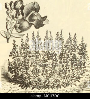 . TiiUMit ANiiiiiiiiiNUM, Tom. Antirrhinum majus, Gemischt, extra feine Si I] â irelly, hrif^ht Rot ich Königin des Nordens, ivhite Niobe, Weiß und crimson Nanum picturatum, gestreift Tom Thumb, Gelb" "tnixed. Aquilegia chrysantha (Golden Trieb) chrysantha Alba. citrulea glandulosa Sinj^ lc gemischte Doppel mixed Arabis Alpina, weiße Feder/senken. Aralia Sieboldii. 50C. pro 1000 Samen. ^^/'^ rmeria furmosa (Meer Rosa oder Sparsamkeit) ASPARAGUS SPRENGERI, $ 1,00 pro""" - "Tr. pi; t. 10 10 15 15 10 15 25 40 30 1 25 1 10 10 15 10 sccils,; ? 9. oo pro lOOOseeds. Tr. pkt. V Asperula od Stockfoto