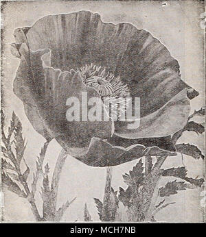 . Oriental Poppy Nepeta Olauve Katzenminze) Mussini. Gepflegte Büsche von kleinen Lavendel - wie Laub mit Terminal spikes In hellem Lila Blüten, Blätter und Blüten aromatischen. Mai-sept. 1ft. Splendid für Betten, Kanten oder rock garden. Handel pkt., 50 cts. s oz., $ 2.50. (Oenothera Missouriensis Nachtkerze) (Macroearpa). Eine herrliche Hardy pro-ennial Für eine exponierte, sonnige Lage entweder an der Grenze oder im Steingarten. Große gelbe Blumen, Fre- 5 Zoll im Durchmesser, frei hergestellt von Juni bis August. 12 Zoll. Handel pkt., 50 cts.; oz., $ 3,00. Mohn Papaver nudicaule (Island) Coo Stockfoto