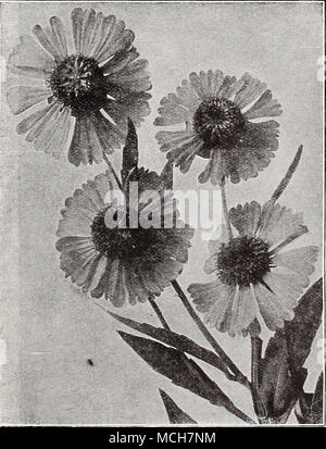 . Helenium (Helen's Bodenleger) Pflanze Vermehrung - Gewächshaus und Gärtnerei Praxis (kains). $ 2,25 pro Kopie Postpaid Stockfoto