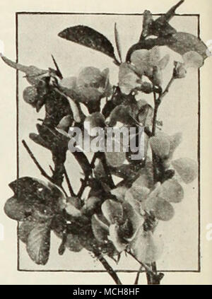 . Pyrus - Cyrfonia Japonicus japanische Quitte (M) eine sehr auffällige und beliebten Strauch, die schillernden scharlachrote Blüten im zeitigen Frühjahr. Hardy und sehr an Bodenhaftung, auch wenn sie nicht in der Blüte. Eine perfekte Absicherung auf die heikle Natur ihrer Zweigstellen. Wenn etablierte die Pflanzen sind eine Farbenpracht der blühenden Jahreszeit. Starke Pflanzen, Größe 2 Fuß, 60 c Jeder. Pyrus japonicus" RYkXlS - Sumach (T) Cotinus (lila MisI, Smoke Tree). Eine sehr attraktive Strauch gepflanzt als einzelnes Exemplar oder in der Mixed border, bilden eine große Pflanze, die im Hochsommer mit großen Clustern o abgedeckt ist Stockfoto