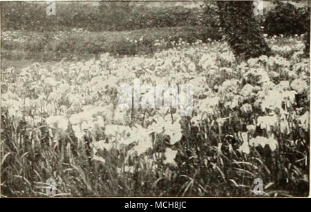 . Japanische Iris Japanische Iris - iris Kaempferi® Bertha Hallock. Ich'. ilc Flieder, wunderschön Violett durchdrungen ist. Doppelklicken. Blue Danube. Doppelzimmer Blau mit weissen Adern; gelb. Catherine Parry. Blau überlagert mit Violett; verdoppeln. Traum. Silvory weiß, geädert und gesprenkelt Violett; drei Blütenblätter. Gold gebunden. Diul) Lc cremig weiß mit goldenen Bändern. Helene VonSiebold. Crimson - Purpur; weiße Adern. Threepetals. Mahagoni. Sechs große, runde Blütenblätter von samtig purpur-violett. Mount Hood. Rich royal Violett mit gelbem Zentrum. Doppelklicken. Paragon. Rich royal Purple mit vielen weissen Adern. Sechs Blütenblätter. Pyramide. Sechs große r Stockfoto