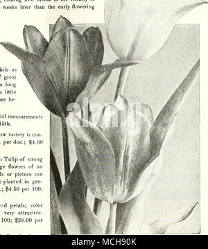 . Gruppe von Cottage Garten Tulpen Picotee oder Maiden Erröten. Reines Weiß, daintily umrandete mit rosa, der Suff" die gesamte Blume verwendet wie es Alters; eine schöne Schnittblume (24 Zoll). 55 cts. Pro dtz.; $ 3,75 pro 100; $ 34.00 pro 1000. Royal Wllite. Splendid kugelförmigen Blüten in weiß, leicht getönt, mit cremig-gelb (18 Zoll). 70 cts. Pro dtz.; $ 5,00 pro 100; $ 45,00 pro 1000. Stiandon Glocken, Isabella, oder errötende Braut. Eine hübsche Sorte, ein cremig-gelb, getönt, mit Erröten öffnen, Drehen, die als Blume Alter zu einem Carmine pink, einem charmanten Transfor-mation (18 Zoll). 55 cts. Pro dtz.; 3 $ Stockfoto