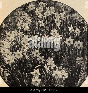 . Dies ist der geliebte altmodisch ist Dichter Narzisse, die so beliebten heute wie in den vergangenen Generationen. Die Blüten haben eine reiche würzigen Duft, der schönste ist. Sie sind absolut robust und langlebig. Nachdem sie einmal an einer geeigneten Stelle gepflanzt worden Sie werden frei für toany Jahre zu kommen. Splendid für offene Grenzen, eingebürgerte in Gras, oder die offene Wälder. 40-790 Horace. Snow White blütenhülle Blütenblätter und eine große Tasse oder Auge Schattierung aus reichen chrom gelb leuchtend scharlachrote am Rand. 3 Für 30 c; 12 für $ 1,00; 25 für $ 1,75. 40-791 Ornatus. Eine schöne, sym- trische Flow Stockfoto