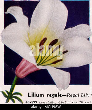 . Llllum Regale - Rega/JLi7y (I&gt; 40-605 Lilium speciosum ruorum - 5/101^ Lily Stattliche Pflanzen 4 Meter hoch, mit einem Grand Anzeige großer künstlerischer blüht im August und Anfang September. Die Blüten sind rosa weiß stark mit rosigen Crimson und liberal bestreut mit tiefen hochroten Flecken gespült. Vollkommen winterhart und gut für unser Klima geeignet. Kalk aushalten. Decken lampen 8-in.-Tief. (Okt. 2010) Lieferung.) 60 c Jeder; 3 für SI. 60; 12 für $ 6,00. Süß duftenden Blüten im Juni. 3-5 Meter hoch. Unparteiisch zu Sonne und Schatten. Kalk aushalten. Abdeckung 7 in.. (Okt. 2010) deliverj".) 40-599 Largebttlbs. 6 bis 7 in. Circ. 20 c Stockfoto