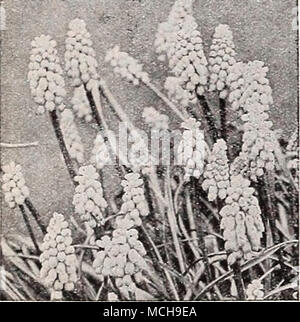 . Muscari armeniacum - Traubenhyazinthen Ml iuscari Traubenhyazinthen Ein® eines der schönsten Frühling Blumenzwiebeln, wachsende ca. 6 Zoll hoch, und oben werfen zahlreiche Spitzen der Blumen, eine Miniatur in umgewandelt Weintraube ähneln. Sie sind pro-fectly Hardy. 40-640 Armeniacum. Eine effektive, lange aufgehalten Traubenhyazinthen der tiefen Kobaltblau, von weißen Schnürung an der Öffnung des Glocken belebt. Wunder-voll duftend. Vollkommen winterhart. 12 für 7 Sc; 100 für 5,00 $; 250 für 10,00 $. 40-643 himmlischen Blau. Auffällig klar Hellblau Glocken um eine robuste kleine Spike angeordnet. 12 für 75 c; Stockfoto