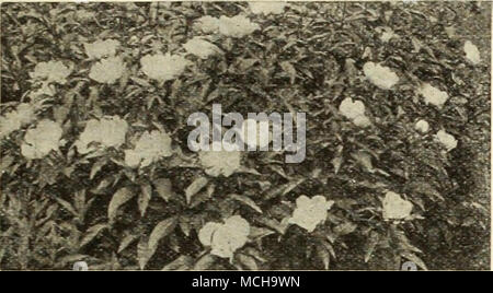 . Doppel Staudenpäonien Albert Crousse {Hoch, Ende). Sehr große rosig weißen Blüten gesprenkelt Crimson. Eine kostenlose Bloomer ; für das Schneiden. Lawine (Groß, hochsaisons). Ein auffälliges Päonie mit sehr großen Cremeweißen Blüten in hervorragender Form. Baroness Schroeder{Hoch. Hochsaisons). Große, kugelig, Fleisch weiß blumen vorbei bis milchig weiß. Sehr aromatisch. Duchesse de Nemours (Medium, Früh). Eine e. extrem frühen cup-shaped, blühenden, duftenden Schwefel wliite. EduliS Superba (Groß, früh). Die berühmte Memorial Day Pfingstrose. Eine schöne, klare Rosa mit silber Reflex. Fells Crousse {Medium, hochsaisons). Stockfoto