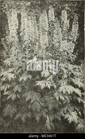 . Chelone (Schildkröte) Stattliche stattliche Stauden, wachsende ungefähr 2 Fuß hoch, mit zahlreichen Spitzen der großen Blüten im Sommer und Herbst. Glabra Alba. Terminal Spikes von cremig weiße Blüten. Lyoni. Leiter der auffälligen violett-roten Blüten. 30 cts. Jedes; S 2,50 pro dtz.; $ 18,00 pro 100. Coreopsis grandiflora Integrifolia. Eine der beliebtesten winterharte Pflanzen. Die Blüten sind eine reiche goldene - Gelb, der Anmutigen bilden wertvolle zum Schneiden; Blüht den ganzen Sommer, 2 Füße. Rosea. Fein unterteilt, dunkelgrünes Laub, Lager im August und September, die vielen kleinen rosa Blüten; nützlich Stockfoto