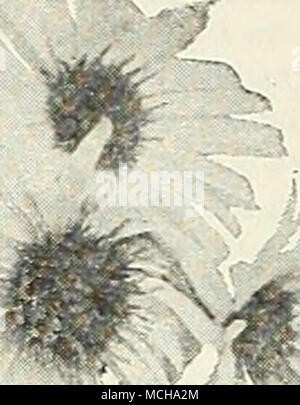 . Hardy Aster. Queen Mary allgemeine Sammlung Fallen - blühende Hardy Asters (Michaelnnas Gänseblümchen, oder Starworts) Diese gehören zu den auffälligsten unserer späten - blühende winterharte Pflanzen, geben eine Fülle von Bloom im September und Oktober, eine Jahreszeit, wenn die meisten anderen hardy Blumen Vergangenheit sind, und für die beste Wirkung sollte in Massen von einer Farbe gepflanzt werden. Sie wachsen in jedem Boden. Die Sammlung angeboten unterhalb der erlesensten Sorten nur hergestellt wird. Brüssel. Sehr große Licht lavendel Blau; 4 Füße. Capitaine. Licht lavendel Blau; 4 bis 4? Füße. Chaterham Juwel. Der gefiederten Sprays der gut sortierte Licht laven - Stockfoto