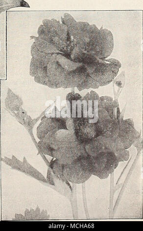 . Geum Die erste Anlage ein US-Patent erteilt. New Dawn. Die Everblooming Dr. Van Flotte Rose. Siehe Seite 134 Stockfoto