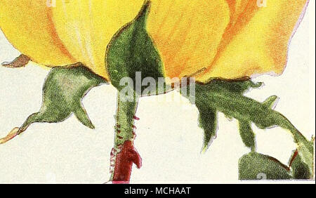 . Hybrid-Tea Rose, Ville de Paris (Paris) Padre. Attraktivsten und Roman in der Färbung, mit langen blütenblätter einer kupfernen Scarlet mit Gelb an der Basis gespült. Das Wachstum stark und aufrecht und Sehr reichblühend. Eine Bemerkung - gekonnt schöne Bettwäsche Rose. Geduld. Siehe Seite 125. Rosa Perle. Eine köstliche Vielfalt mit köstlichen Duft. In Farbe Es ist ein brillanter reichen Kirsch-pink die Basis der Blütenblätter berührt mit Gold, das leuchtet die Blume wunderbar, vor allem in der Hälfte erweitert blühen. Die Blüten sind voll Doppel, der perfekten Form. Polly. Siehe Seite 125. $ 1,50. Portadown. Se Stockfoto