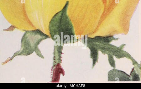 . •&Gt; (intensive Vermilion tief im Frühjahr von einem reinen orange ainations in Rosen gesehen. Hybrid-Tea Rose, Ville de Paris (Paris) Padre. Mos 4 attraktive und Roman in der Färbung, mit langen blütenblätter einer kupfernen Scarlet mit Gelb an der Basis gespült. Das Wachstum stark und aufrecht und Sehr reichblühend. Eine Bemerkung - gekonnt schöne Bettwäsche Rose. Geduld. Siehe Seite 125. Rosa Perle. Eine köstliche Vielfalt mit köstlichen Duft. In Farbe Es ist ein brillanter reichen Kirsch-pink die Basis der Blütenblätter berührt mit Gold, das leuchtet die Blume wunderbar, vor allem in der Hälfte erweitert blühen. Die flowe Stockfoto