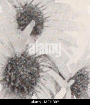 . Hardy Aster, Queen Mary Fallen - blühende Hardy Asters (Astern, oder Starworts) Diese gehören zu den auffälligsten unserer späten - blühende winterharte Pflanzen, geben eine Fülle von Bloom im September und Oktober, eine Jahreszeit, wenn die meisten anderen hardy Blumen sind Vergangenheit, und für den besten Effekt sollte in Massen von einer Farbe gepflanzt werden. Sie wachsen in jedem Boden. Die konzertstücke unten angeboten wird, die aus den erlesensten Sorten. Barr's Rosa. Dies ist der Novae angliae Art, eine starke, kräftige Züchter, die formschöne Pflanzen aus vier bis fünf Fuß hoch; die feinsten hell rosa. Blauer Edelstein. Eine der am meisten d Stockfoto