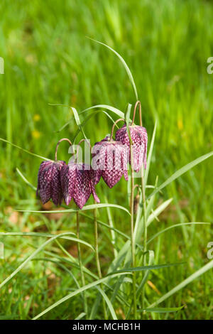 Schlangen Kopf fritillary oder Fritillaria meleagris auch als Schach Blume, Frosch-Cup und Guinea-hen, die in Europa und Westasien bekannt Stockfoto