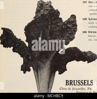 . Rosenkohl Lyons Mangold Chou de Bruxelles, Fr. Rosen Kohl, Ger. Bretones de Bruselas, Sp. Kultur - Samen säen für Pflanzen in Frames oder offenes Gelände. Stellen Sie die Pflanzen im Frühjahr und für die Nachfolge bis Juli, so dass die Zeilen 3 Meter auseinander und die Pflanzen stehen 1 J bis 2 Meter auseinander in der Zeile. Kultivieren wie Kohl. Eine Unze wird über 2500 Pflanzen produzieren. 183 Dreer wählen Sie unvergleichlich. (Siehe Spezialitäten, Seite 2). Pkt., 10 cts.; § oz., 20 cts.; Oz, 35 cts.; ich Lb., $ 1,00. 182 Long Island die Hälfte Zwerg. Eine amerikanische Sorte, gründlich gewöhnt; Zwerg, robuste Gewohnheit; wird die cli ertragen Stockfoto