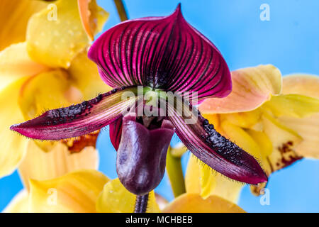 Paphiopedilum, oft als die Venus Pantoffel ist eine Gattung der Lady Slipper Orchidee Unterfamilie Cypripedioideae blühende Pflanze Familie Orchidace Stockfoto