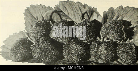 . Die Beeren, die Sie in Ihrem eigenen Garten wachsen sind immer besser als jeder Sie kaufen können. Dreer's Sammlung von sechs Saftige Erdbeeren eine Auswahl an perfekten Blüte, bewährten Standard sortiert, die im höchsten Grad kombinieren alle Qualitäten für in hochwertigen Beeren sah. Die Sorten angeboten werden, können in starke Schicht- oder gezüchtete Pflanzen von Okt. 15. bis 15. April geliefert werden. Während der Sommermonate, August und September, wir liefern nur Topf - gezüchtete Pflanzen und die sich in unserem Hochsommer Katalog angeboten. Big Joe. Hochsaisons eine Vielzahl von ungewöhnlich kräftiges Wachstum mit einer Masse von gesunden fol Stockfoto