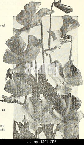. Hardy Veilchen Felimida (Bird's Foot Violett) eine einheimische Sorte mit fein geschnitten, Laub und auffällige blaue Blüten. Felimida Bicolor (gemalten Vogel Fuß Violett). Eine Vielzahl, in der die oberen Blütenblätter sind Lila, die unteren fast weiß. 25 cts. Jedes; $ 2,50 pro dtz.; $ 15.00 pro 100. Stockfoto