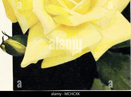 . Neue Hybrid-Tea Rose, Frau Erskine Pembroke Thom wählen Sie Hybrid-Tea Rosen Reims. Große Blumen der sehr regelmäßige und perfekte Form, Blütenblätter rund, sehr groß, Imbricated wie eine Kamelie. Farbe Fleisch weiß, gelb an der Basis, Zentrum helle Nankin schattigen orange-apricot, kräftige Gewohnheit und Sehr reichblühend. Rose Marie. Eine der besten Bettwäsche Rosen angebaut, re-markably Reichblühend, große, lange, ideal Knospen, die sich in voller Blumen der schönen Form develoD, von der die meisten erfreulich klar rose - rosa, zart duftende produzieren. Royal Rot. Knospen sehr groß, duftend, mäßig lang und spitz, Blumen lar Stockfoto