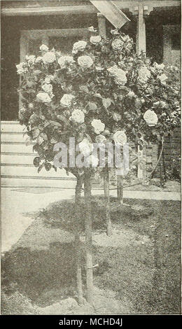 . Tree-Shaped tree-shaped Rosen Rosen Wir freuen uns, dass wir wieder in der Lage zu sein, eine schöne Auswahl an diese in Echtzeit gute Anlagen mit Stengel 36 bis 42 cm hoch zu bieten. Betty TJprichard Columbia Frau Karl Druschki General MacArthur George C. Waud Gruss eine teplitzer Independence Day Jonkheer J. L. Mock Kaiserin Augusta Victoria Killarney Double White Lady Alice Stanley Frau Ursula Los Angeles Frau Aaron Ward Miss Cynthia Forde Magna Charta Mme. Schmetterling Mme. Caroline Testout Mme. Edouard Herriot Mrs Henry Morse Mrs John Laing Ophelia Premier Glanz Rot Glanz Rose Marie Souv.de Claudius Pernet Souv Stockfoto