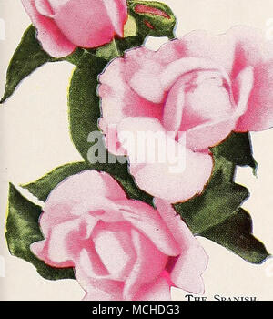 . Dr. W. Van Fleet. Eine Rose, die aufgrund ihrer zierlichen Farbe und exquisit geformten Knospen und Blüten, hat einen großen Liebling geworden. Die langen spitzen Knospen sind von einem reichen Fleisch - Pink auf Stengel 12 bis 18 Zoll lang; herrliche zum Schneiden. Eine starke kräftige Züchter. Emily Grau. Ein echter gelbe Kletterrose. Die Knospen sind lang und spitz, der herrlichen Form; in Farbe ein schönes Licht orange-gelb, der Wechsel zu Orange, wie Sie erweitern; sie steif getragen werden stammt von ausreichender Länge zu schneiden, diese Triebe sind einer crimson-rote Farbe, die zusammen mit der ungewöhnlich dunkelgrün, glänzend holly-lik Stockfoto