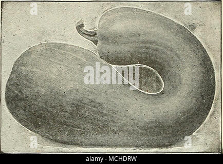 . Mammoth Golden Cashaw Kürbis 760 764 Radis, Rave, Fr. Radieschen Winter Luxus. Ein sehr guter Keeper und einem herrlichen Torte Kürbis; Form rund, Haut fein verrechnet, und schöne rotbraune Farbe; Fleisch tief Gelb und Dick. Pkt., 10 cts.^ oz., 20 cts.; | lb, 50 cts.; lb., $ 1,75. Rabanito, Sp. Radies, Ger. Eine Unze Samen säen 100 Fuß bohren. Kultur - Eine der frühesten Köstlichkeiten an unserem Tisch im Frühjahr und jener, die die ganze Saison durch eine geschickte Auswahl der Sorten geeignet für die verschiedenen Jahreszeiten genossen werden. Im Boden reich an Humus, der Kleine frühe runde und Olive-förmigen sortieren Stockfoto