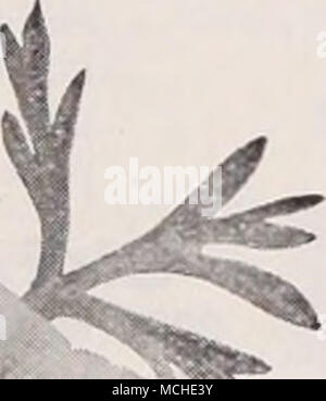 . ESCHSCHOLTZIAS oder California Poppies Euphorbia stark wachsenden Jahrbücher, Geeignet für Betten von hoch wachsenden Pflanzen, oder gemischte Grenzen. pro Pck. 2452 Variegata (Schnee auf dem Berg). Attraktive foli-Alter; geädert und breitrandig mit Weiß; 2 Füße. (Siehe .) pro Unze., 25 cts 0 $ 10 2451 Araucana (jährliche Poinsettia). Eine jährliche re-sembling in Gewohnheit und Farbe die schöne Treibhaus Poin - settia. Die Pflanzen wachsen 2 bis 3 Fuß hoch, der Verzweigung, Bush - wie Form, mit glatter, glänzend grüne Blätter, die über Mittsommer eine schöne Orange geworden - Scharlach, vor - zinsgarantie ein markantes Erscheinungsbild, x oz., 30 cts. Stockfoto