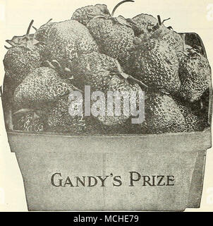 . Dreer's Sammlung von sechs Saftige Erdbeeren eine Auswahl an perfekten Blüte, weU-versuchte Standard sortiert, die im höchsten Grad kombinieren aU die Qualitäten in hochwertige Beeren sah. Die Sorten angeboten werden, können in starke Schicht- oder gezüchtete Pflanzen von Okt. 15. bis 15. April, während der Sommermonate geliefert werden, August und September, wir liefern nur Topf - gezüchtete Pflanzen und die sich in unserem Hochsommer katalog oflEered. Big Joe. Hochsaisons eine Vielzahl von ungewöhnlich kräftiges Wachstum mit einer Masse von gesundes Laub, große Frucht von großer Substanz und exquisiten Geschmack frei hergestellt auf stou Stockfoto