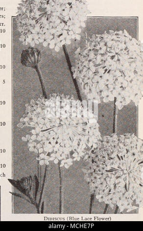 . Didiscus (Blaue Spitze Blüte) Giant Shirley Fingerhut DidisCUS (Blaue Spitze Blume) pro pKT 2351 Coeruleus. Diese hübsche und interessante Jahrbuch blüht die meisten ausgiebig von Juli bis November; auch ausgiebig für Frühjahr Blüte in einem kühlen Gewächshaus verwendet werden; ihre exquisiten blass Lavendel Blüten sind hervorragend zum Schneiden; Pflanzen wachsen ca. 18 Zoll hoch, und haben gleichzeitig so viele wie 50 Blüten öffnen. (Siehe .) J oz, 50 cts 0 $ 15 Digitalis (Fingerhut) Schön und sehr dekorativen winterharte Pflanzen von stattlichen Wachstum, Erfolg unter fast allen Bedingungen und mit nur wenig Aufmerksamkeit wird Gi Stockfoto