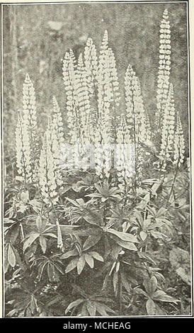 . Lysimachia Zilien, Ta, {gesäumten Lose-Streit). Gelbe Blüten im Juli. 2 Füße. Clethroides {Schwanenhals, felberich). Eine feine hardy Vielzahl ungefähr 2 Fuß hoch, mit langen, dichten, recurved Spitzen der rein weißen Blüten von Juli bis September. Nummularia {schleichende Jenny, oder Geld - Johanniskraut). Wertvoll für die Pflanzen unter Bäumen oder Sträuchern, wo Gras wird nicht wachsen, wo es schnell mit einem dichten Teppich. Preis. 25 cts. Jedes; $ 2,50 pro dtz.; $ 15.00 pro 100. Lythrum Roseum 'Lilac (Rose felberich). Eine stark wachsende Pflanze, 3 bis 4 Fuß hoch, gedeiht in nahezu jeder Position, das große Stacheln der Rose - Farbe Stockfoto