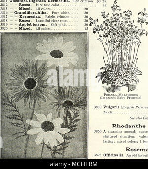 . Dreer's "Peerless "chinesischen Primeln verschiedene Primeln pro Pkt 3824 Kewensis. Diese Sorte ist sehr attraktiv, mit angenehmen hellen gelben Blüten auf langen Stielen getragen. Es ist herrlich duftende und steht gut als Zimmerpflanze 3826 Malacoides (Verbesserte Baby Primel). Ein feines Haus Pflanze, Blume zarte Lila 3828 - Rosea. Eine schöne helle Rose Vielfalt 25 15 25 1500 Aurikel. Einem bekannten Fa-vorite von großer Schönheit; Samen von dem herrlichen gespeichert gemischte Sorten; 6 Zoll.... 25 3825 Japonica {Japanische Prim-Rose). Helle, auffällige Flow-ers; in Quirlen auf Stiele 6 bis 9 getragen Stockfoto